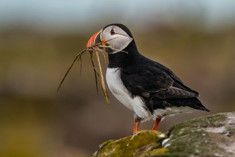 029 Farne eilanden, papegaaiduiker.jpg